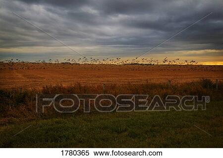 Stock Photography - A flock of birds over a field. Fotosearch