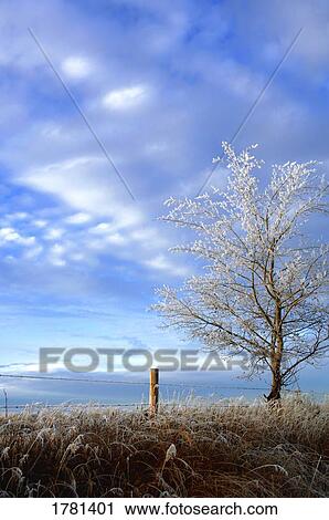 Stock Image - A frosty tree. Fotosearch