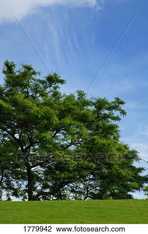 A large tree View Large Photo Image Stock Image - A large tree. Fotosearch