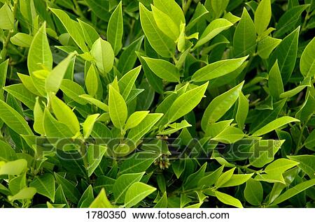 Stock Image - A leafy plant. Fotosearch