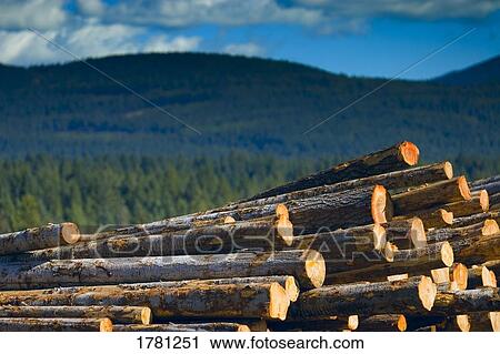 Stock Image - A pile of logs. Fotosearch
