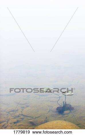 Stock Photo - A pond with lily pads. Fotosearch