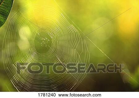 A spider web View Large Photo Image Stock Image - A spider web. Fotosearch