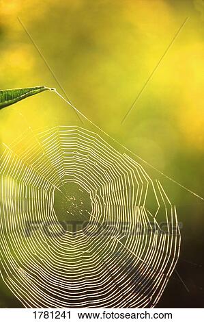 Stock Image - A spiderweb. Fotosearch
