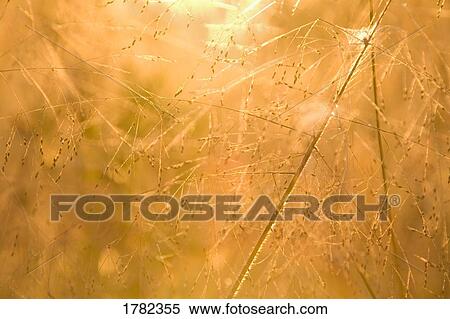 A weed View Large Photo Image Stock Photography - A weed. Fotosearch