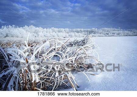 A white winter scene View Large Photo Image Stock Photograph - A white winter scene. Fotosearch
