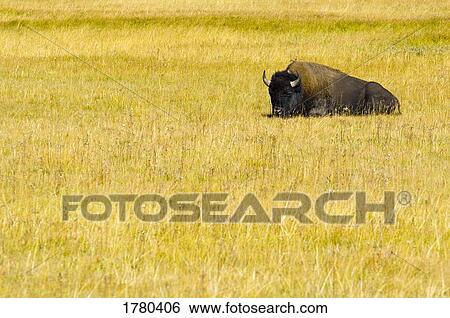 A wild buffalo at Yellowstone National Park Wyoming View Large Photo Image Stock Photograph - A wild buffalo at Yellowstone National Park Wyoming. Fotosearch