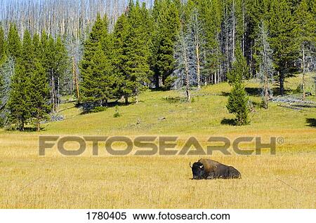A wild buffalo at Yellowstone National Park Wyoming View Large Photo Image Stock Photography - A wild buffalo at Yellowstone National Park Wyoming. Fotosearch