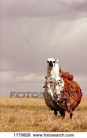 A wooly beast View Large Photo Image Stock Photo - A wooly beast. Fotosearch