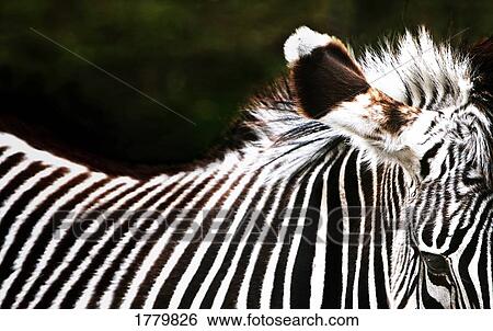 A zebra View Large Photo Image Stock Photograph - A zebra. Fotosearch