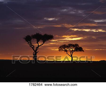 Picture - Acatia trees. Fotosearch