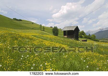 Alpine meadow with hut View Large Photo Image Stock Image - Alpine meadow with hut. Fotosearch