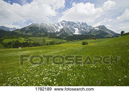Alpine spring landscape with mountains and flower meadow View Large Photo Image Stock Photo - Alpine spring landscape with mountains and flower meadow. Fotosearch