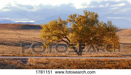 An autumn tree View Large Photo Image Stock Image - An autumn tree. Fotosearch