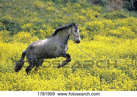 Stock Photo - Andalucian Horse. Fotosearch