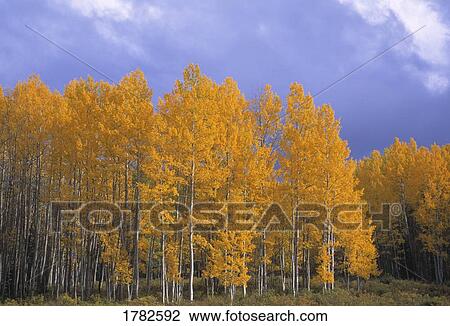 Autumn grove of aspen View Large Photo Image Stock Image - Autumn grove of aspen. Fotosearch