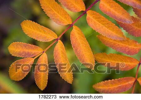 Autumn leaves View Large Photo Image Stock Image - Autumn leaves. Fotosearch