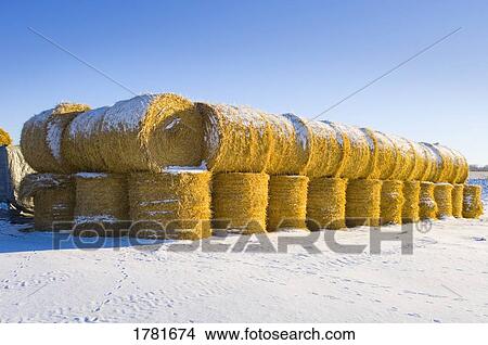 Bales of hay View Large Photo Image Picture - Bales of hay. Fotosearch