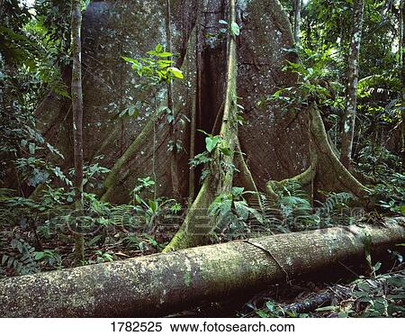 Stock Photography - Base of kapok tree in rain forest. Fotosearch