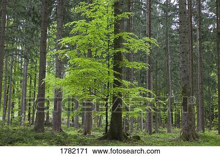 Stock Image - Bavarian forest, Bavaria, Germany. Fotosearch