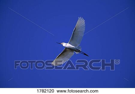 Stock Image - Bird in flight. Fotosearch