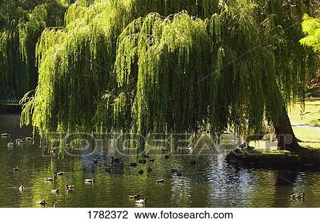Stock Image - Birds in a pond. Fotosearch