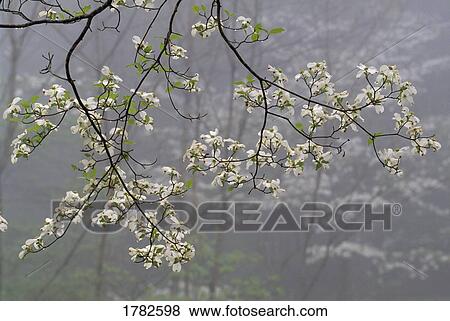 Blooming dogwood tree branch View Large Photo Image Stock Photo - Blooming dogwood tree branch. Fotosearch