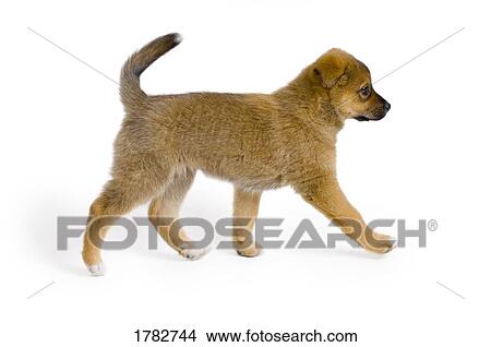 Picture - Brown puppy. Fotosearch