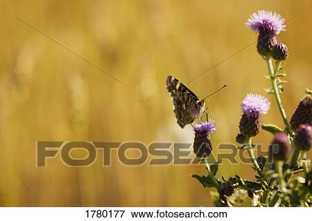 Butterfly on a flower View Large Photo Image Stock Photo - Butterfly on a flower. Fotosearch