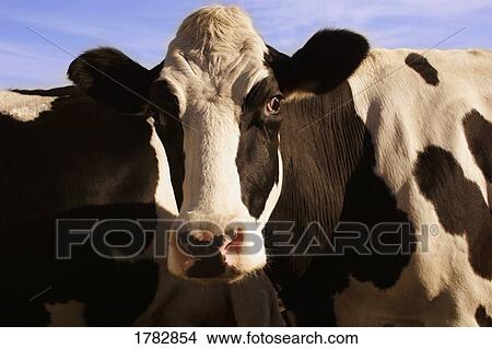 Cattle View Large Photo Image Picture - Cattle. Fotosearch