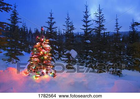 Christmas Tree in Forest View Large Photo Image Picture - Christmas Tree in Forest. Fotosearch