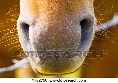 Stock Image - Close up of a horse nose. Fotosearch