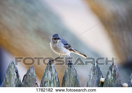 Stock Image - Close up of a mockingbird sitting on a fence. Fotosearch