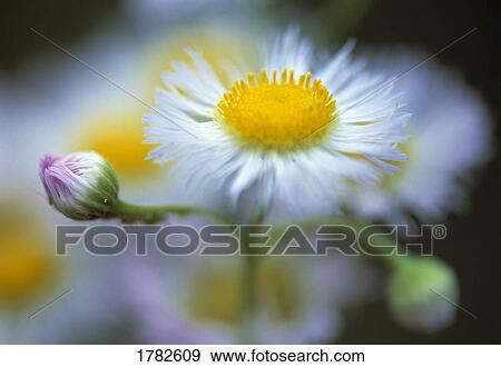 Close up of daisy wildflower View Large Photo Image Stock Photo - Close up of daisy wildflower. Fotosearch