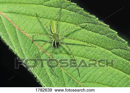 Close up of green lynx spider View Large Photo Image Stock Photo - Close up of green lynx spider. Fotosearch