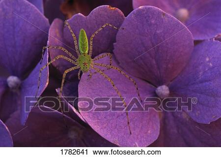 Close up of spider on purple flower View Large Photo Image Stock Image - Close up of spider on purple flower. Fotosearch