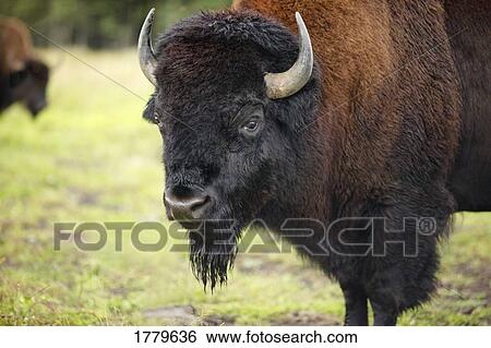 Closeup of a bison View Large Photo Image Stock Photograph - Closeup of a bison. Fotosearch