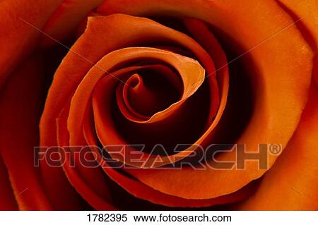 Closeup of a rose View Large Photo Image Stock Photography - Closeup of a rose. Fotosearch