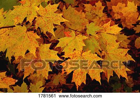 Closeup of autumn leaves View Large Photo Image Stock Image - Closeup of autumn leaves. Fotosearch