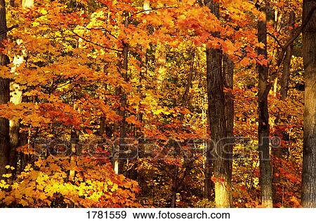 Closeup of autumn trees View Large Photo Image Stock Photo - Closeup of autumn trees. Fotosearch