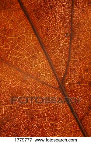 Stock Photo - Closeup of fall leaf. Fotosearch