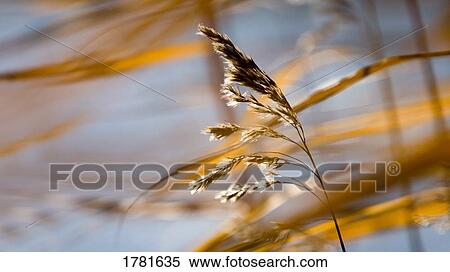 Closeup of grass View Large Photo Image Stock Photography - Closeup of grass. Fotosearch