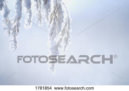 Picture - Closeup of hoarfrost. Fotosearch