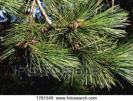 Stock Photo - Closeup of pine cones and needles on a tree. Fotosearch