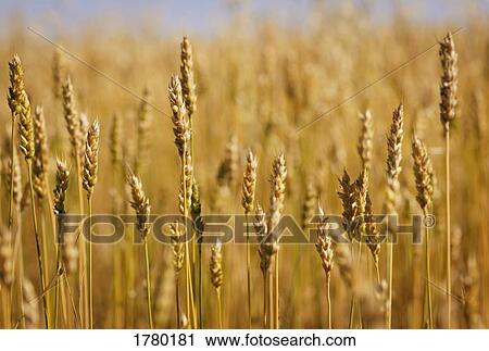 Stock Image - Closeup of wheat. Fotosearch