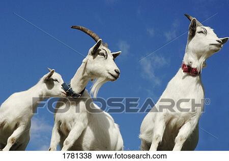 Stock Photo - Closeup of wildlife. Fotosearch