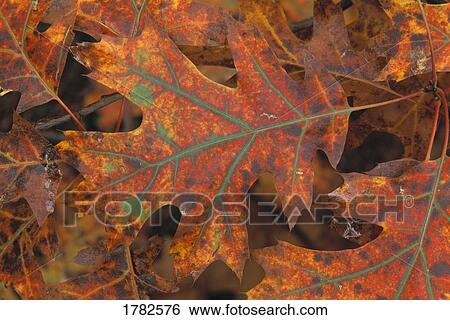Stock Photograph - Colorful leaf in autumn. Fotosearch