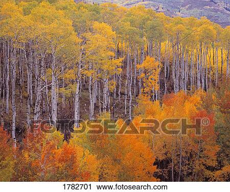 Stock Image - Colourful autumn aspen trees. Fotosearch