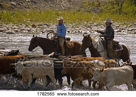Cowboys crossing river on cattle drive View Large Photo Image Stock Photography - Cowboys crossing river on cattle drive. Fotosearch