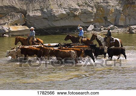 Stock Photograph - Cowboys on cattle drive. Fotosearch
